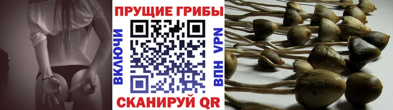 купить наркоту  Димитровград  MEGA зеркало  Галлюциногенные грибы Psilocybe 
